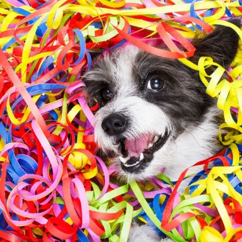 Customized-Pet-Parties