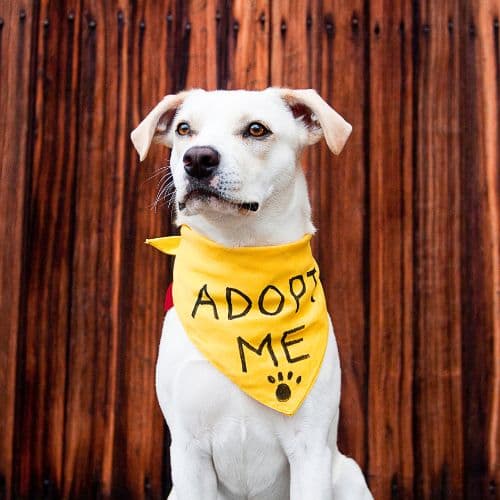 Pet-Wellness-and-Adoption-Fairs